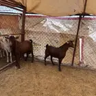مشروع فحل ادهم