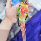 (تم البيع) كنيور جرين تشيك يلو سايد أليف هدد