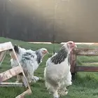دجاج برهما كولومبي اصل