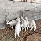بهم حري(( تم البيع))