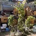عنب ابيض