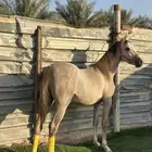 للبيع مهر عربي