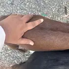 تيوس