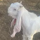 تيس ابيض مشروع فحل