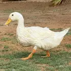 بط بكيني ذبح او تربيه