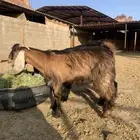 تيوس عدد 2 مربيات بالمزرعه