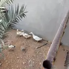 بط بكيني بياض