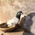 حمام باكستاني للبيع