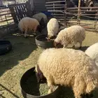 ذبايح هرافي خروف وفطيمه