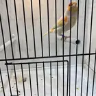 ذكر مايزيك تغريد نار