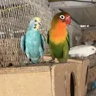 محمية طيور للبيع