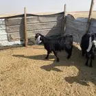 رباعيات مضاريع