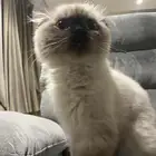 قط ذكر سكوتش هملايا للبيع