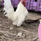 دجاج جابنيز منتج