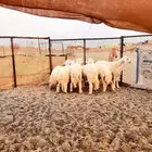 طليان للبيع