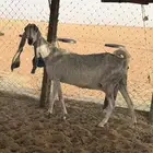عنز مطوره متبع 2 ودافع