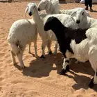 رخال مقاني حريات