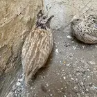 السلام عليكم