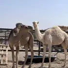 السلام عليكم اعرض لكم قعدان 2 فاخره التواصل