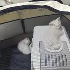 بساس
