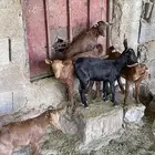 5عرس يرضع