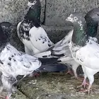 حمام باكستاني العدد حوالي 30