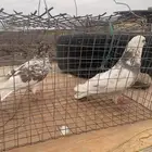 زوج حمام بلدي منتج