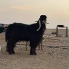 تيس عارضي ثني