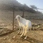 للبيع خروف فحل شرط من جميع العيوب الحمدلله أسن جامع