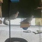 يمام خلخليت