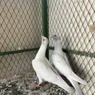 قراقطه