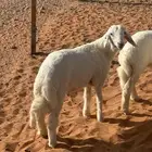 هرافي حريه