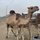 ناقه ساحليه خلفه كفو