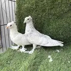 زوج صنعاني