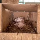 حمام فرنسي العدد حوالي 30 جوز