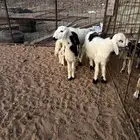 طليان ورخل