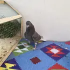 حمام قلابي طبه