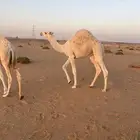 قعود قصب حاشي لباني وسمين