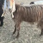 عنز دافع وثنية