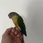 كنيور يلو سايد اليف