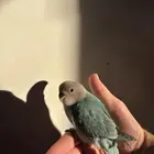 فرخ روز اليف و هدد بداية فطام