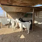معزا مشاريك دفيع