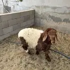 خاروف نعيمي