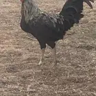 ديك ودجاتين للبيع ..