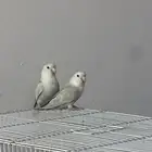 للبيع روز مطير