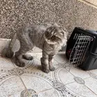 بسه للبيع