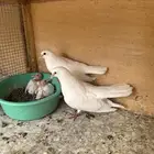 حمام صنعاوي و نجفي