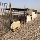 خروف فل ظهر وطرف