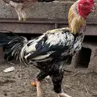 دجاج