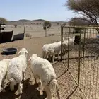 َخرفان ضحايا فاخره تم البيع